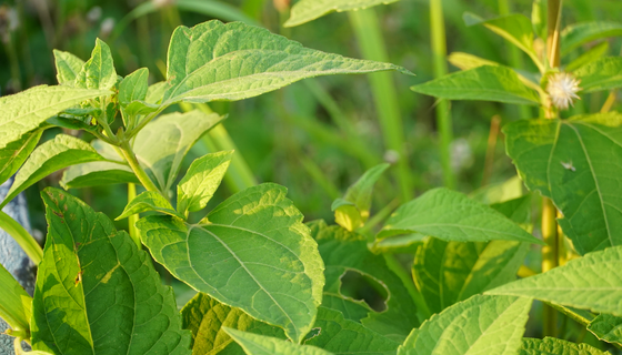 GA黄金甲·(中国区)官方网站